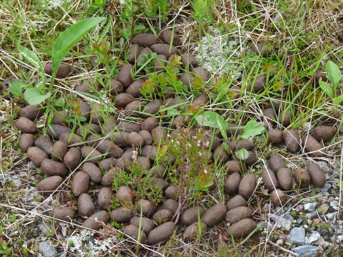 Fundstücke im schwedischen Wald